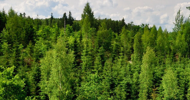 5 tendencias empresarialmente sustentables que la están rompiendo este 2022